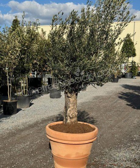 Olive tree in an Italian terracotta pot 