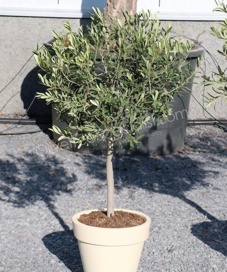 Purchase a olive tree in a elho planter