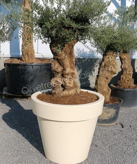 Purchase a olive tree in a elho planter