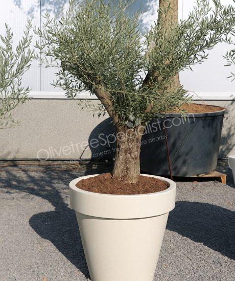 Purchase a olive tree in a elho planter