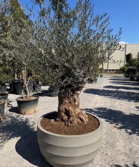 Olive tree in a Polystone pot