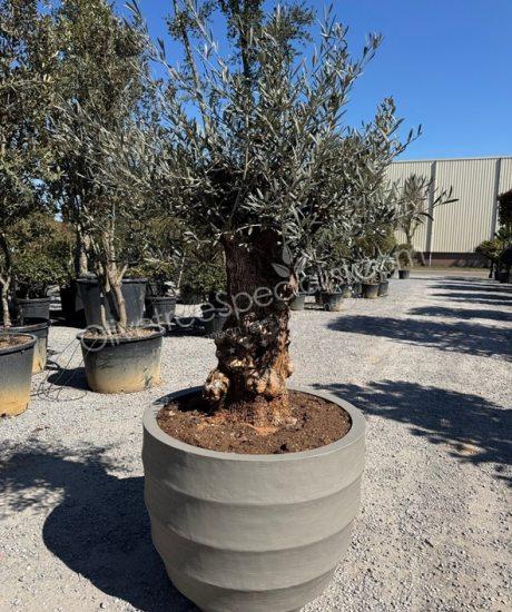Olive tree in a Polystone pot