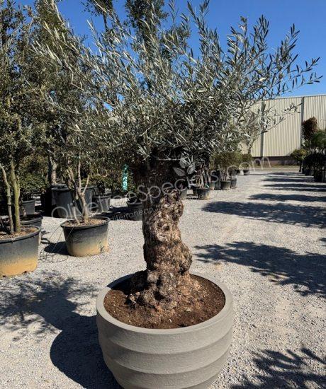 Olive tree in a Polystone pot