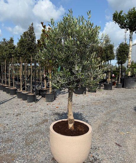 Olive tree in a Polystone pot