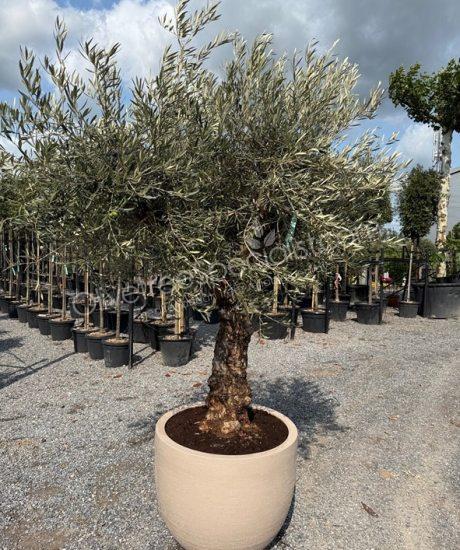 Olive tree in a Polystone pot