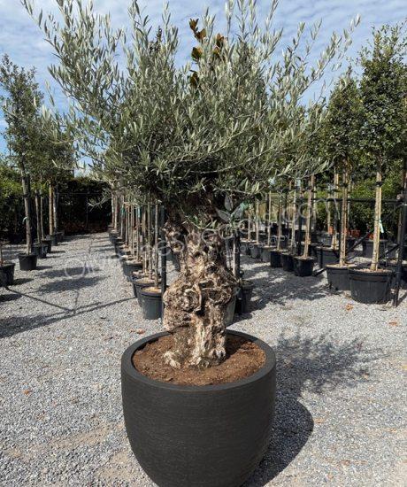 Olive tree in a polystone pot