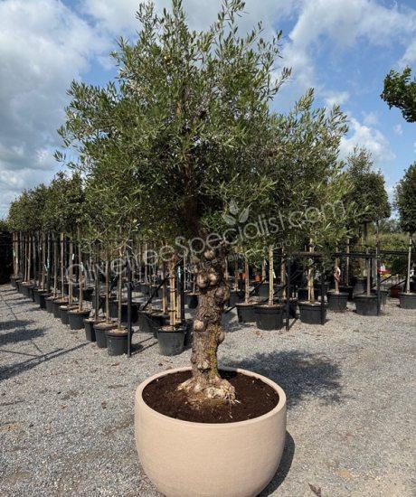 Olive tree in a Polystone pot