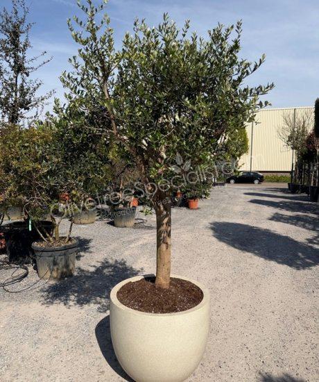 Olive tree in an polystone Urban holes egg pot