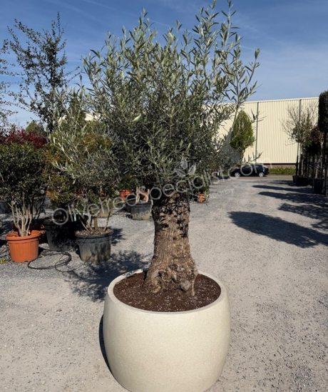 Olive tree in an polystone Urban holes egg pot