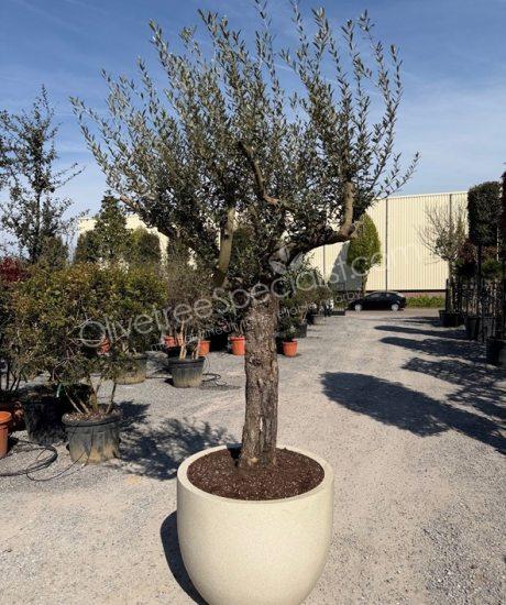 Olive tree in an polystone Urban holes egg pot