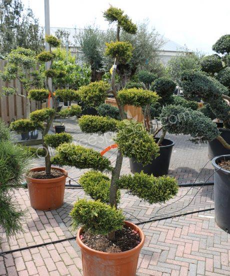 Cupressocyparis leylandii 'Castlewellan Gold'