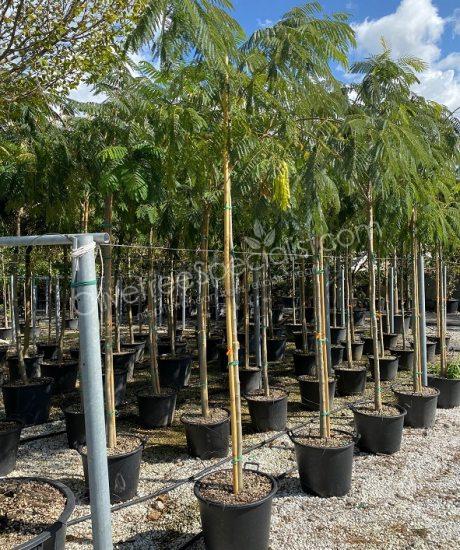 High stem Albizia julibrissin 'Ombrella' - Persian silk tree