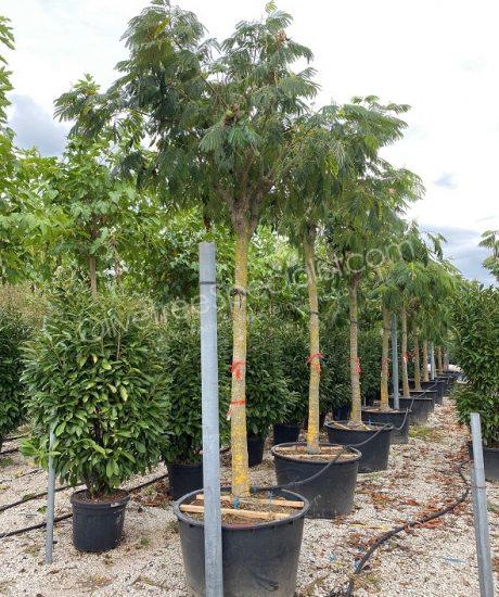 High stem Albizia julibrissin 'Ombrella' - Persian silk tree