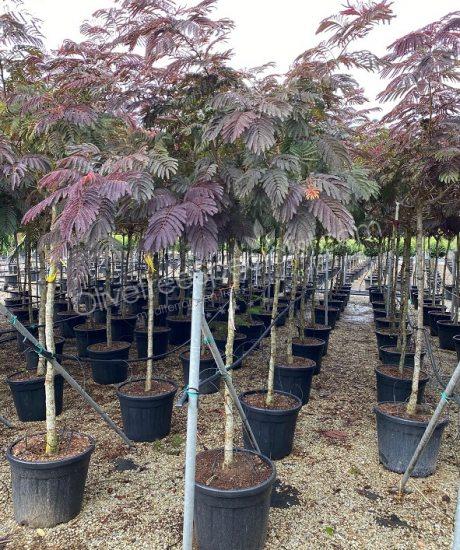 1/2 stem Albizia julibrissin 'Summer Chocolate' - Persian silk tree