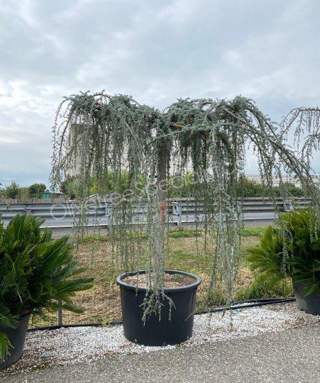 Cedrus atlantica high stem