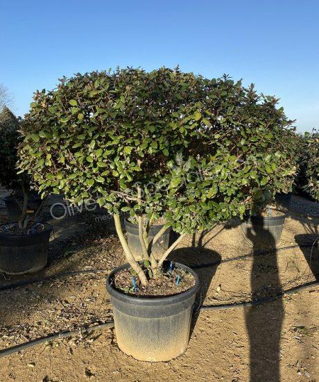 Multi-stemmed Elaeagnus ebbingei - Silverberry