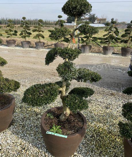 Ilex crenata 'Kinme' Bonsai