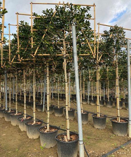 Pleached Ilex 'Nellie Stevens' Holly