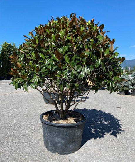 Multi-stemmed Magnolia grandiflora 'Gallisoniensis' - Evergreen tulip tree