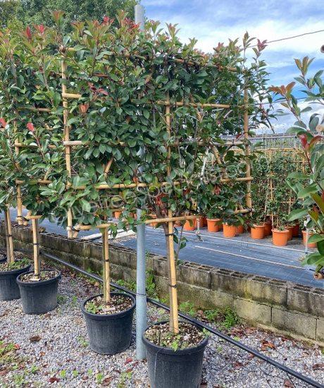 Pleached Photinia fraseri 'Red Robin' - Photinia