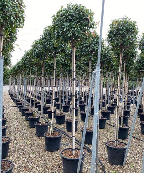 High stem Photinia fraseri 'Red Robin' - Photinia 