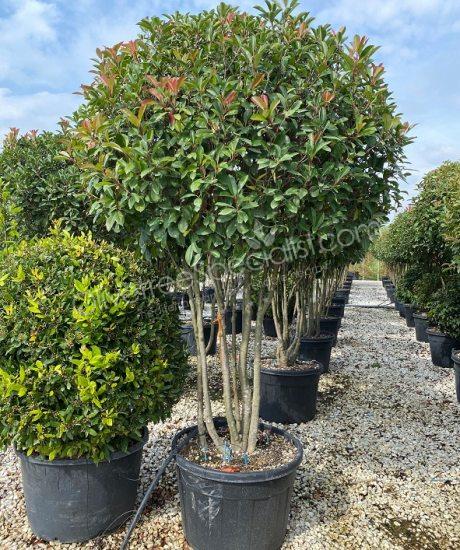 Multi stemmed Photinia fraseri 'Red Robin' - Red tip photinia