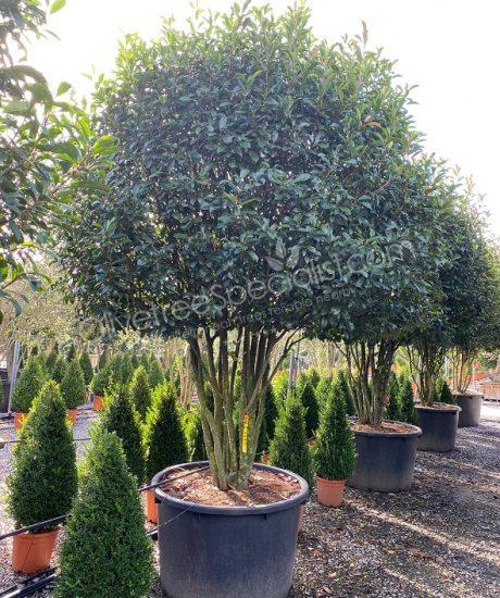 Multi stemmed Photinia fraseri 'Red Robin' - Red tip photinia
