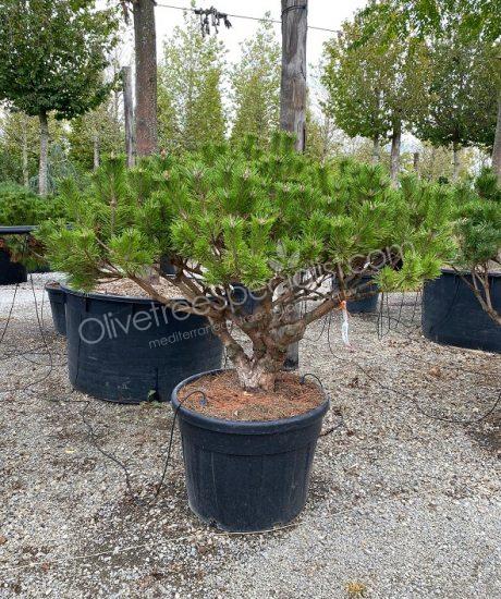 Japanese Pinus brevifolia - Ball shape pine