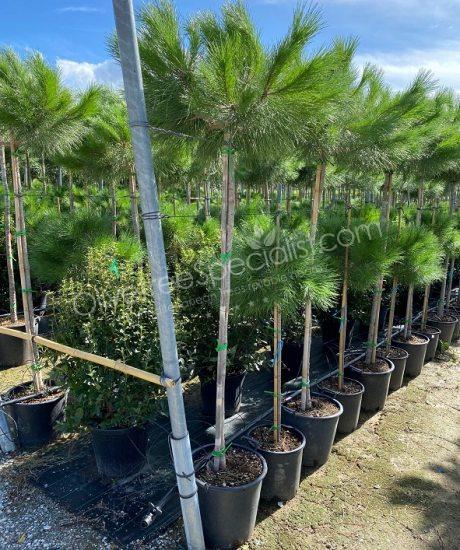 Pinus pinea - Stone pine