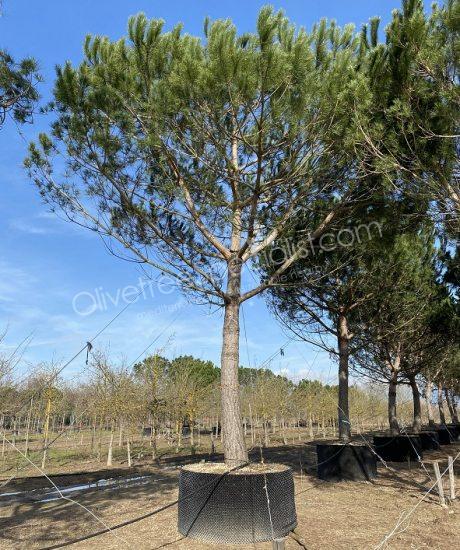Pinus pinea - Stone pine