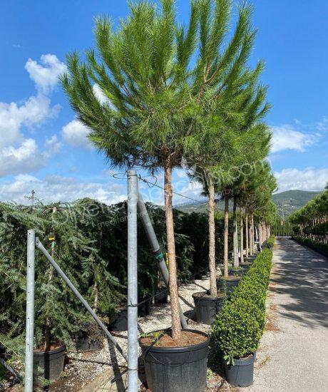 Pinus pinea - Stone pine