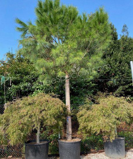 Pinus pinea - Stone pine