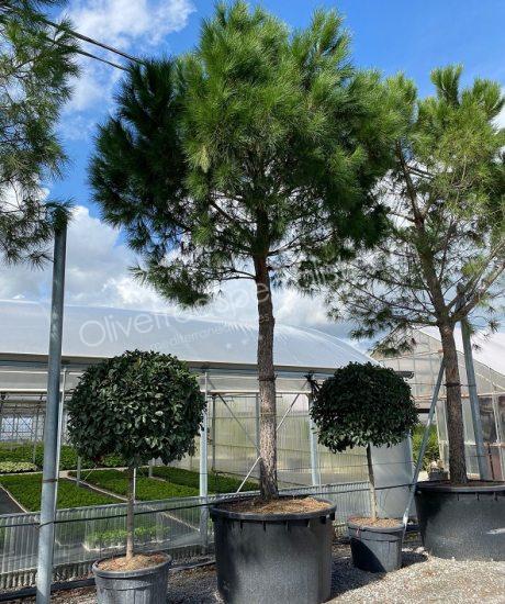 Pinus pinea - Stone pine