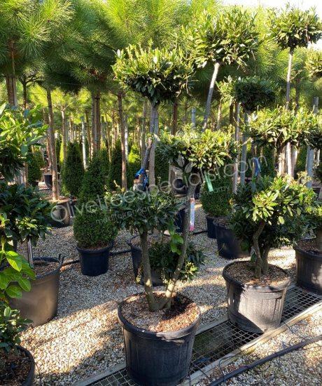 Prunus laurocerasus Bonsai