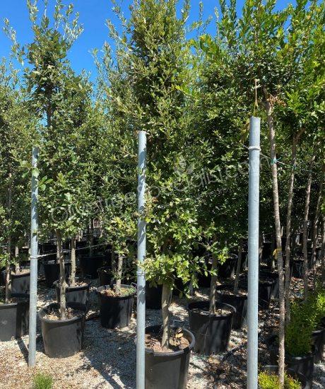 Quercus ilex half standard holm oak