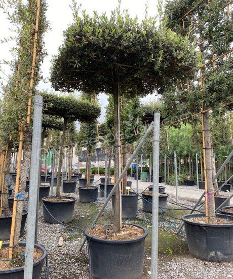 Buy a Holm oak roof form quercus ilex