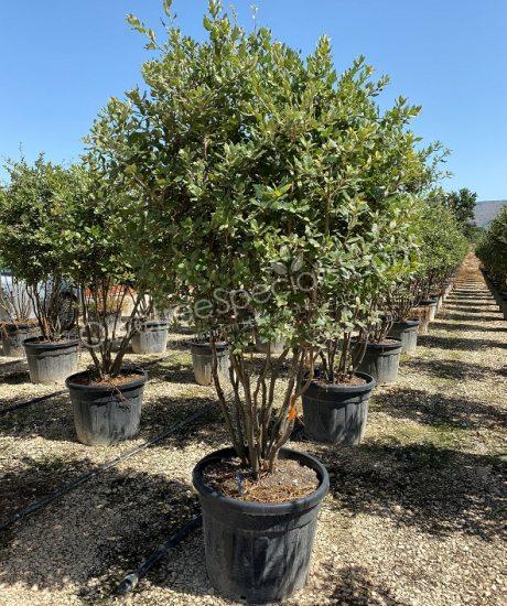 Holm oak Multi-stemmed quercus ilex