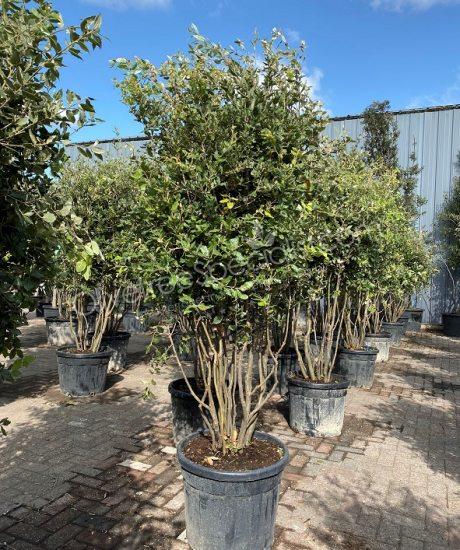 Holm oak Multi-stemmed quercus ilex