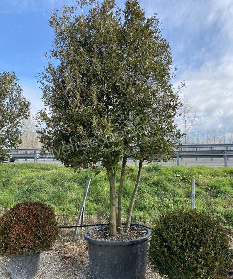 Holm oak Multi-stemmed quercus ilex