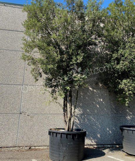 Holm oak Multi-stemmed quercus ilex