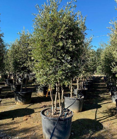 Holm oak Multi-stemmed quercus ilex