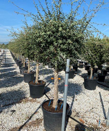 Cork oak 1/2 stem quercus suber