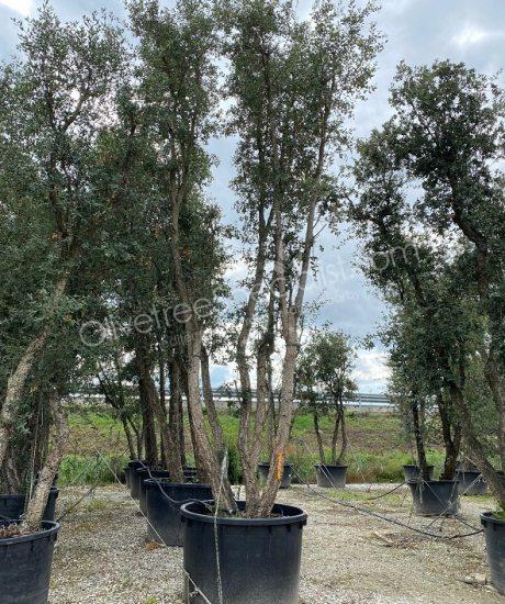 Cork oak multi-stemmed quercus