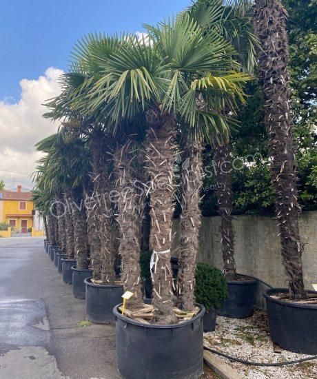 Trachycarpus fortunei - Chinese fan palm - multi-stemmed