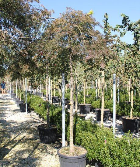 High stem Acer palmatum dissectum 'Garnet' - Japanese Maple