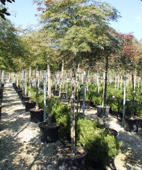 Acer palmatum dissectum 'Viride' - Japanese Maple