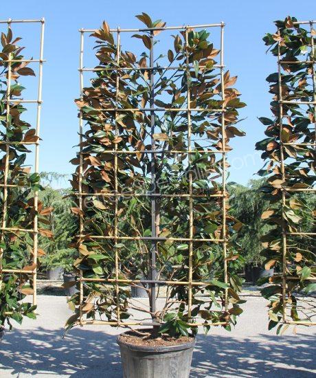 Magnolia grandiflora 'Gallisoniensis' - Evergreen tulip tree