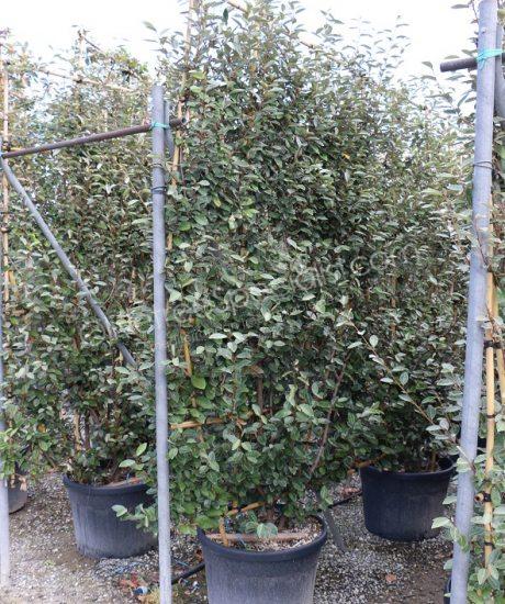 Pleached Elaeagnus ebbingei - Silverberry