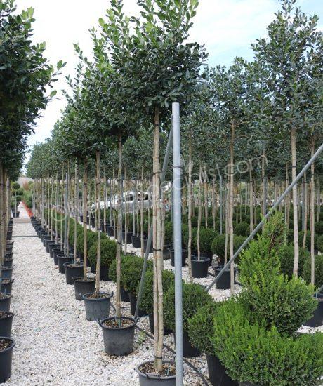 High stem Ilex 'Nellie Stevens' Holly