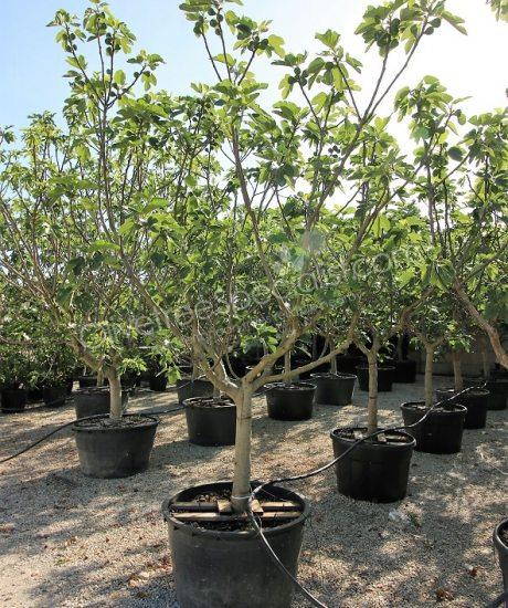 Fig tree 'Forma Toscana' - Ficus carica - 1/2 stem
